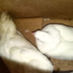 Meet your Posher, Tracey-ann